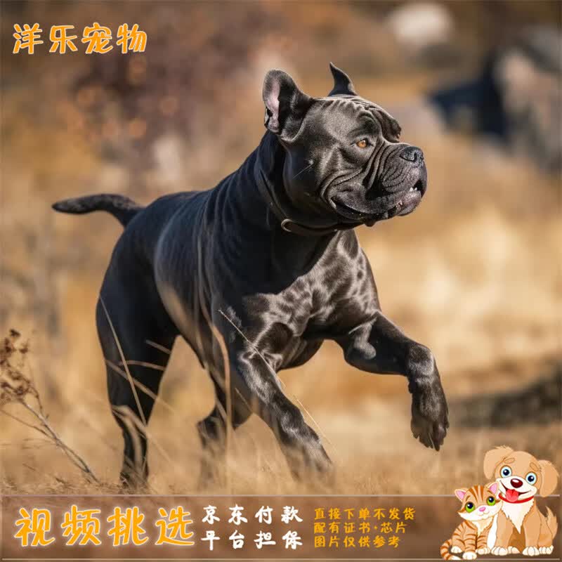酷季纯种卡斯罗幼犬活体大型猛犬意大利卡斯罗护卫犬看家护院狗狗幼崽