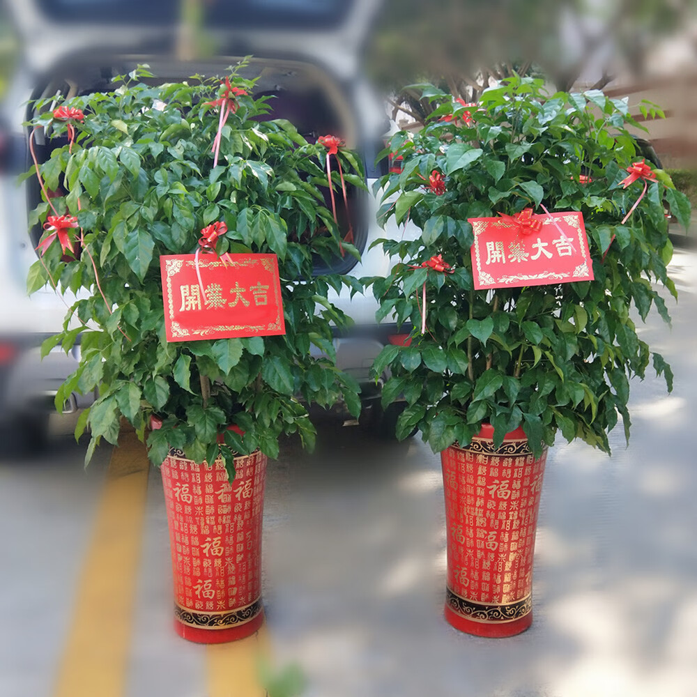 保证】厦门盆栽花卉绿植绿宝树幸福树吸甲醛室内盆栽盆景开业乔迁送礼