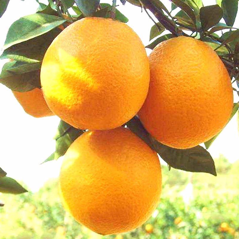 逮果重庆奉节脐橙纽荷尔橙子新鲜孕妇水果生鲜甜橙冰糖橙子礼盒装 奉节脐橙10斤礼盒装（75-80）