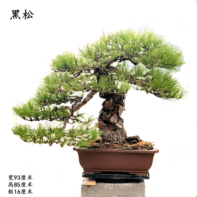 黑松盆景植物室内外阳台庭院摆放南北适宜耐寒耐旱好养护大阪松真