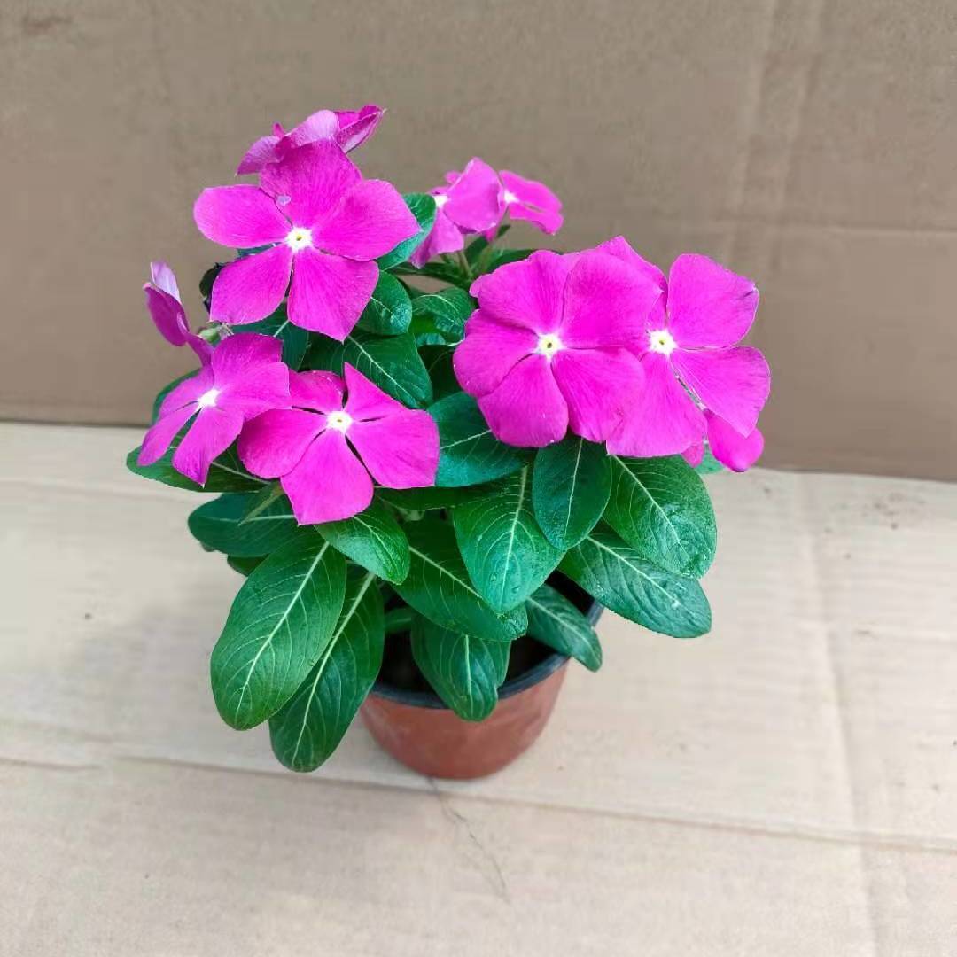 迈乐佳长春花五瓣梅盆栽刺青种垂吊天天开阳台庭院带