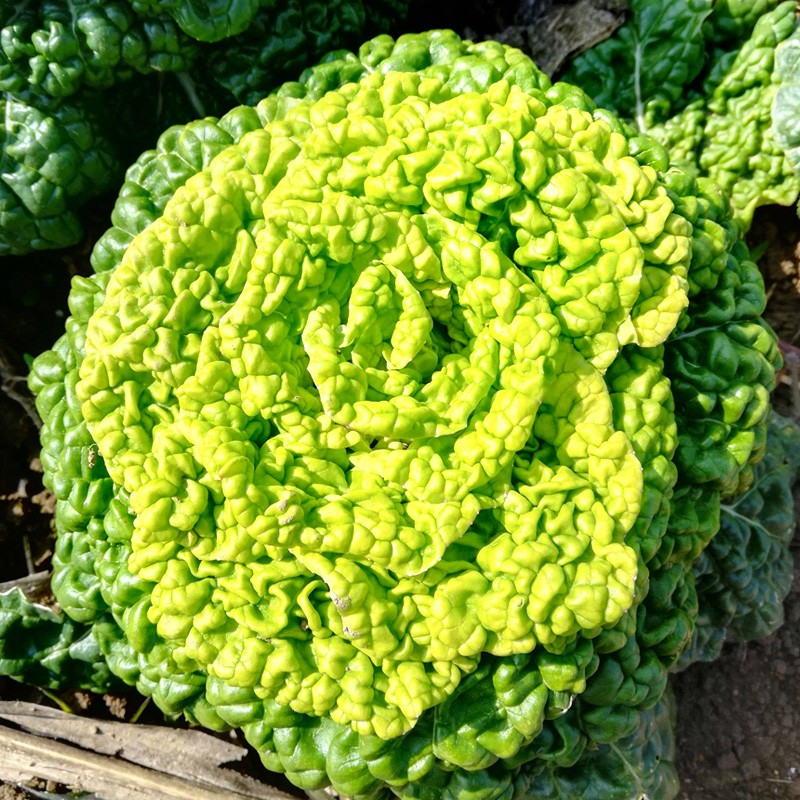 大禹黄心菜种子乌塌菜冬寒菜乌塔菜春季耐寒黄心白菜蔬菜籽 黄心