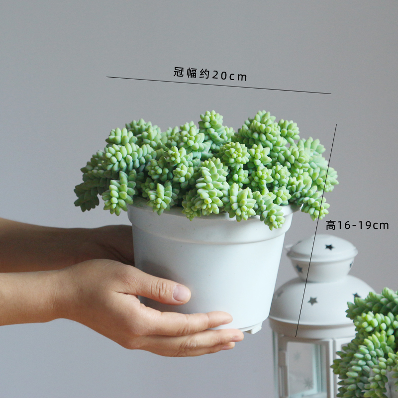 新玉坠垂吊款室内阳台多肉植物成品盆栽办公桌窗台花卉绿植夏 a款新玉