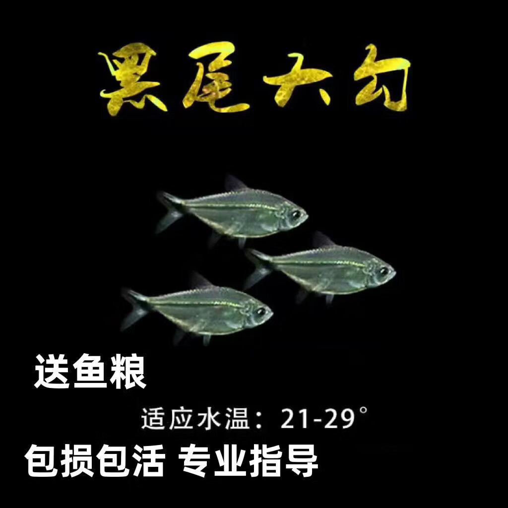 墨一精品黑尾大勾鱼观赏鱼淡水群游鱼草缸小型灯 精品黑尾大勾【3-4