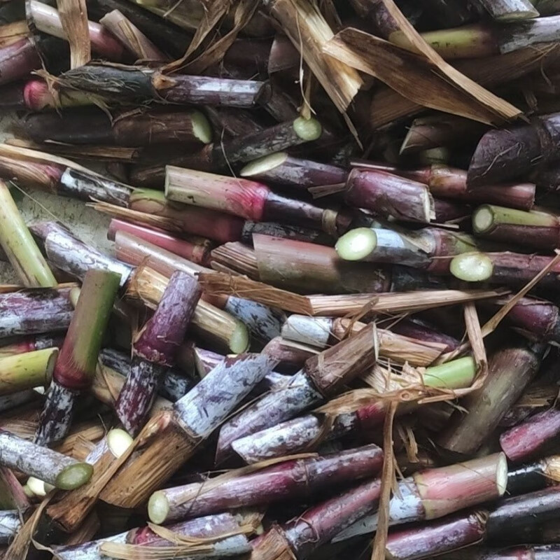 高产红象草种节巴西紫色草四季生猪牛羊鸡鸭鹅鱼兔青草草料卓天 100节