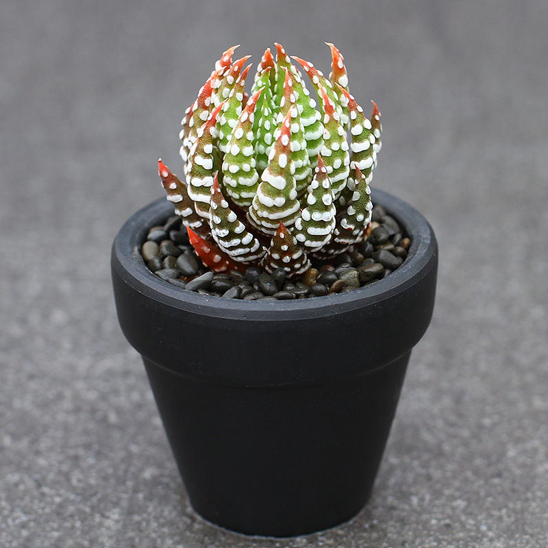 金海鹰爪 硬叶十二卷多肉植物盆栽室内 防辐射桌面绿植花卉吸花 鹰爪