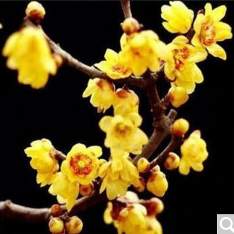 腊梅红梅树苗乌梅绿梅朱砂梅榆叶梅 嫁接红梅盆景红梅树桩 红心素心梅