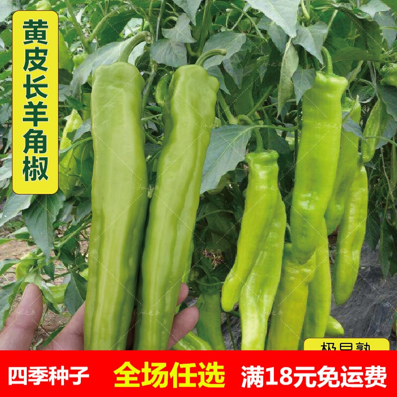 黄皮羊角椒种籽 黄皮辣椒种籽辣椒种子蔬菜种子四季播高产大田 拆包