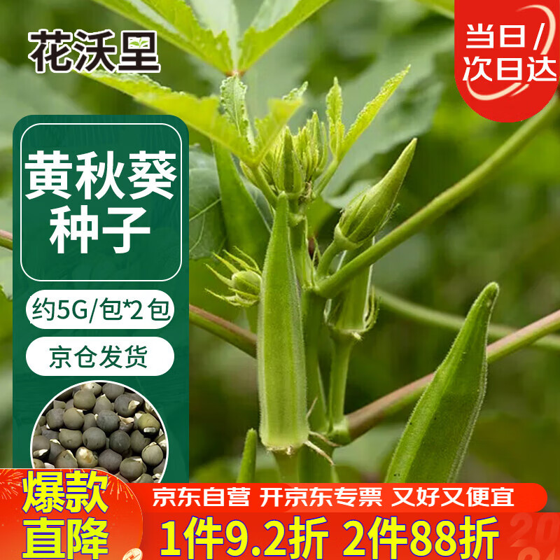 花沃里黄秋葵种子5克*2包 蔬菜种子盆栽阳台种菜土四季种庭院/田间种植