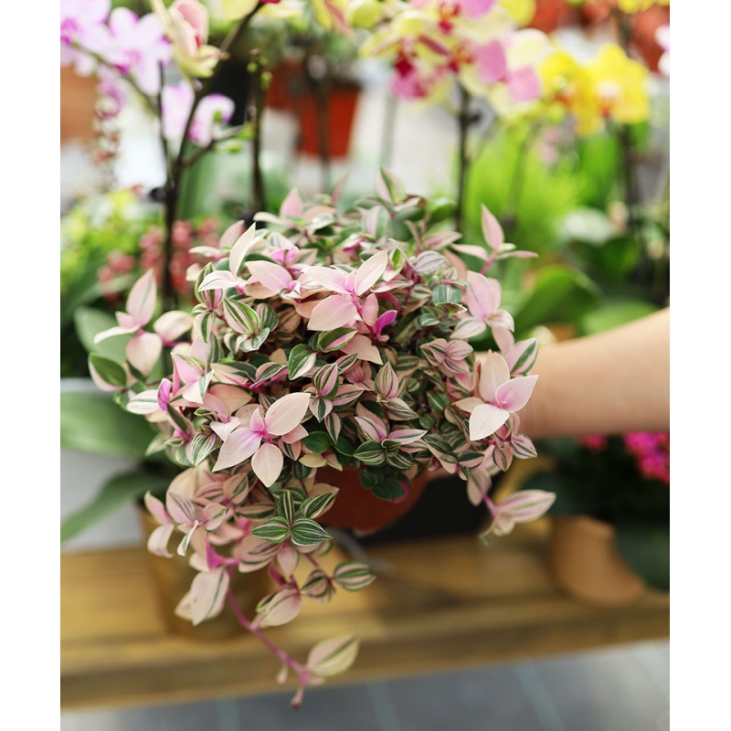 婚礼油画婚纱吊兰锦胭脂云紫露草室内阳台盆栽多肉植物 婚纱吊兰锦