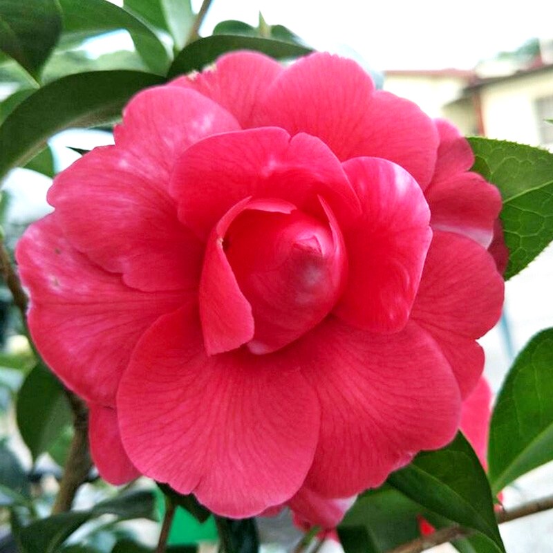 虹越精品茶花树苗  阳台庭院易养花灌木花卉花苗 美千 2年生嫁接苗 1