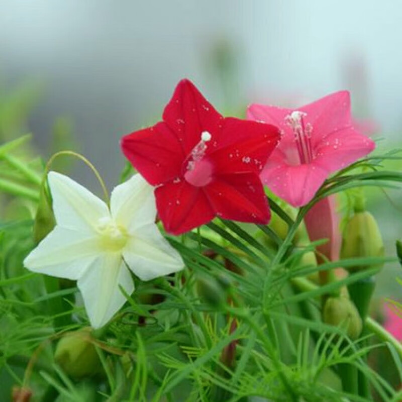 羽叶茑萝花卉种子四季易种庭院爬藤攀援盆栽五角星花混色莺萝 羽叶