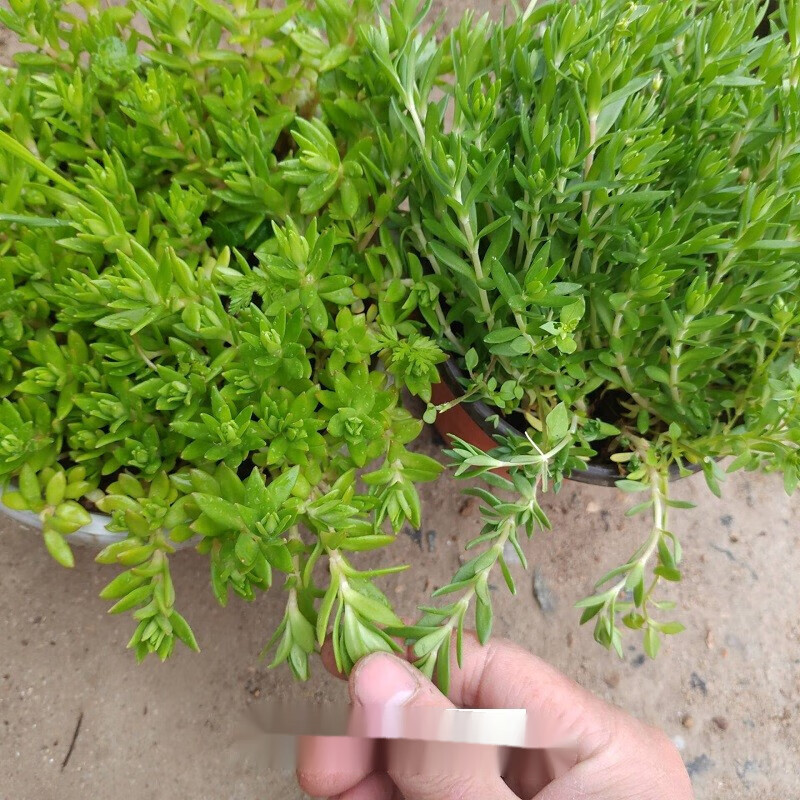 迎虞花苑 中药食用垂盆草苗茶保肝护肝可食用一盆20-30株 3盆垂盆草 不含盆