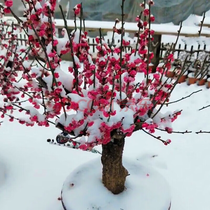 喵小杏红梅花老桩红梅腊梅花苗四季种植浓香型室外五叶梅南方种植北方
