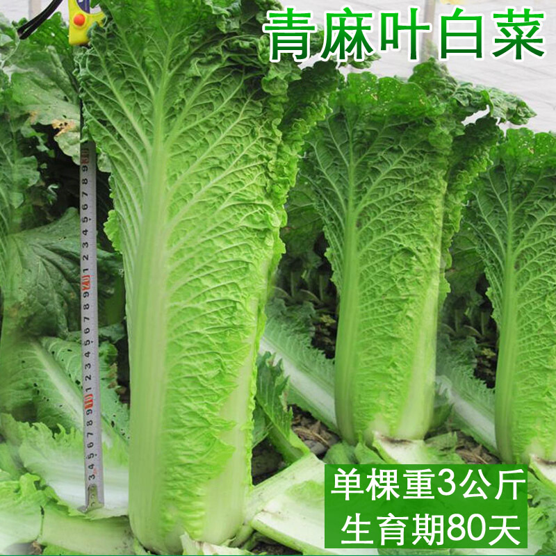 大青麻叶白菜种子天津绿高桩白菜籽春秋季菜园大田高产蔬菜种孑【青