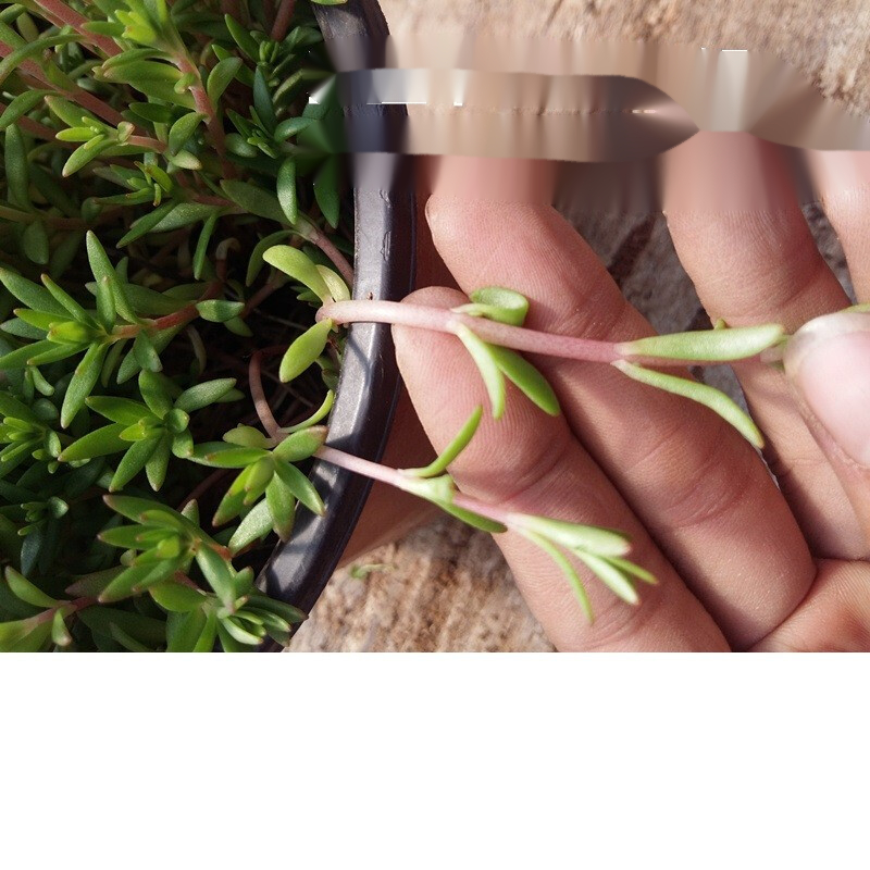 迎虞花苑 中药食用垂盆草苗茶保肝护肝可食用一盆20-30株 3盆垂盆草 不含盆