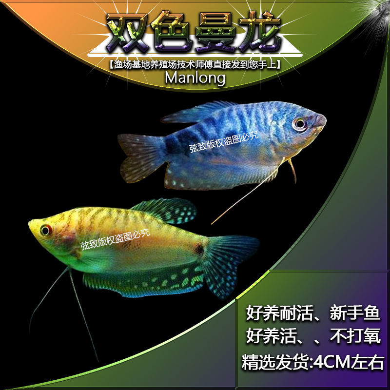观赏鱼活体五彩丽丽鱼黄金曼龙鱼血红丽丽黄曼蓝曼批发孔雀鱼七彩