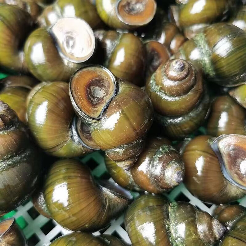皓谦 大田螺鲜活新鲜脆螺超大号活体淡水稻田田螺大泥螺  大号田螺2斤