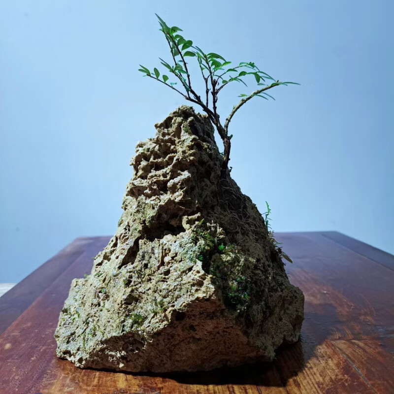 clcey水石假山亮叶忍冬蕊帽忍冬苔藓#水石假山蓝宝石绿植盆景 21/12