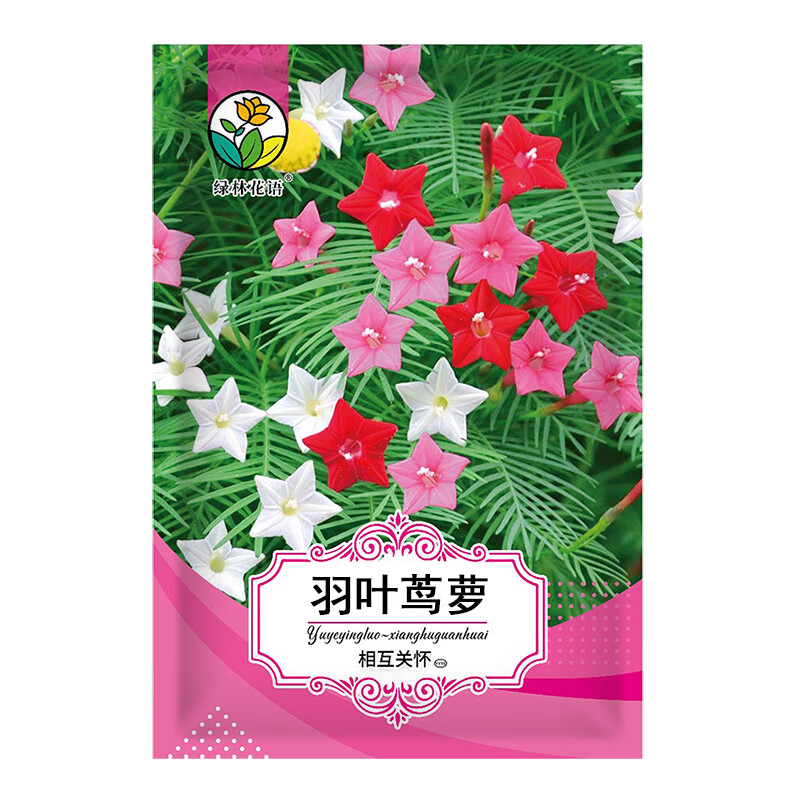 绿林花语羽叶茑萝种子耐旱五角星花爬藤爬墙花籽盆栽庭院阳台花坛花篱