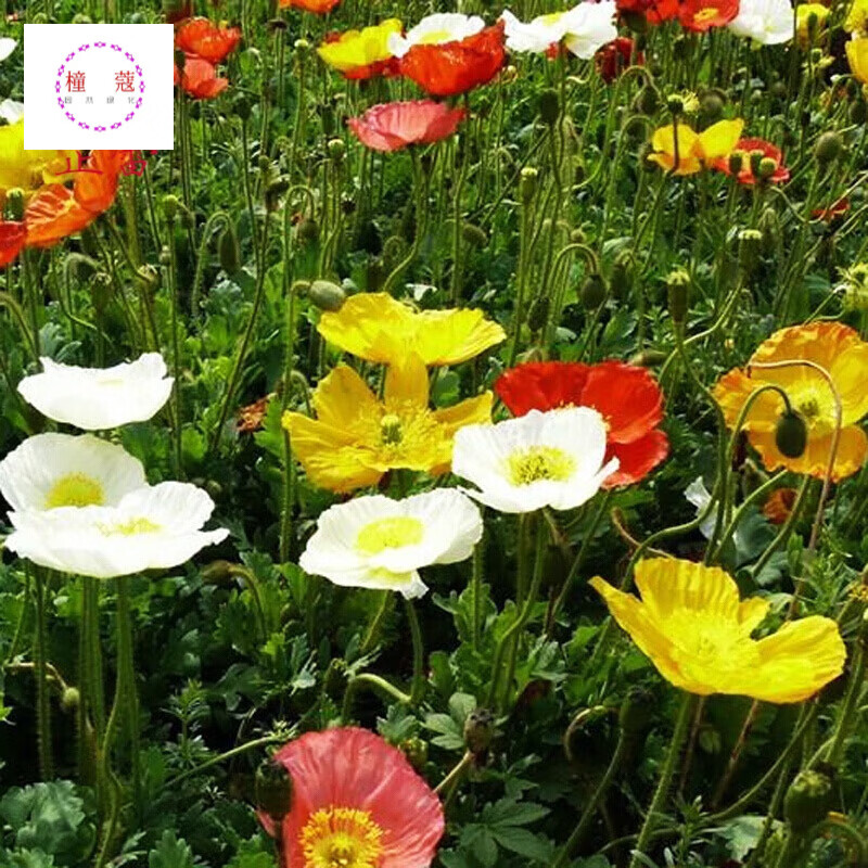 花菱草种子耐寒秋播景观绿化早春季开花种子花籽鲜花公斤 1kg