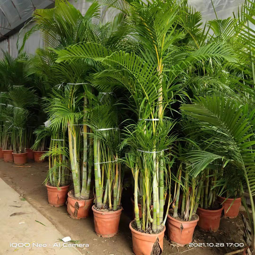 散尾葵老桩凤尾竹袖珍椰子富贵椰子 夏威夷竹 室内吸甲醛净化空气