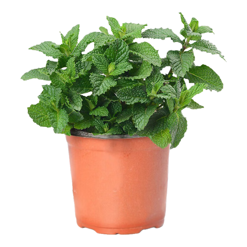 ���ڲ��������а񱡺����Ի�����ֲ���¿�ʳ�ñ���Ҷֲ�� ԭ��2��Դͷֱ�� 16.5Ԫ