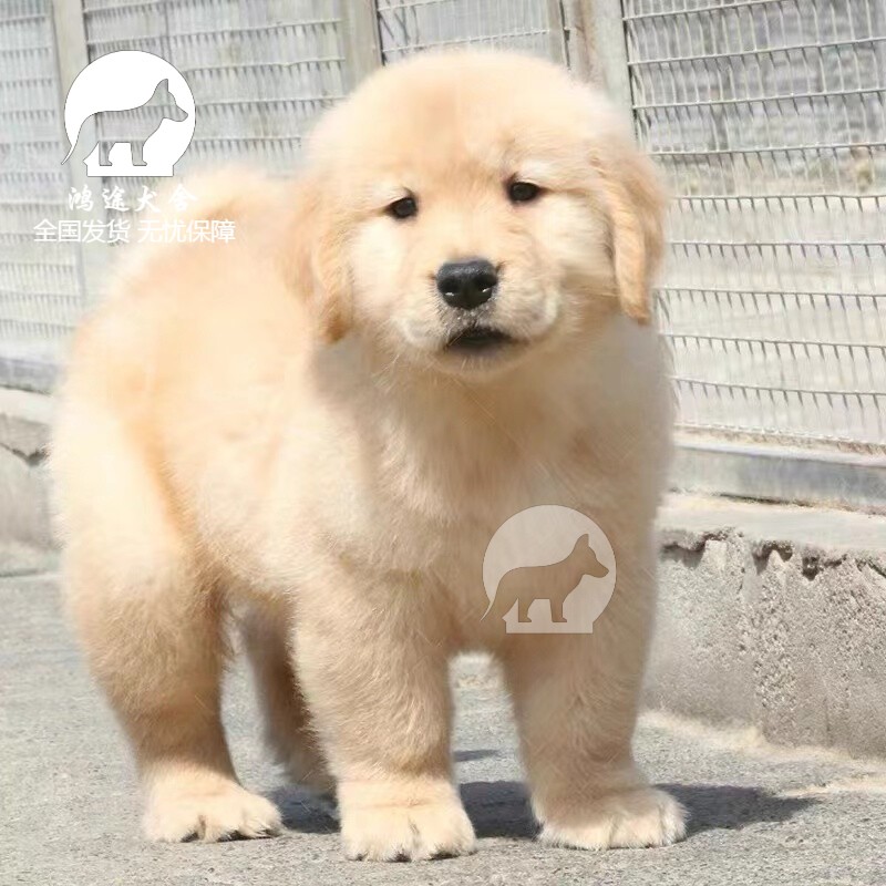 金毛犬金毛幼犬金毛犬纯种金毛狗宠物狗狗活体小狗导盲犬大型犬小狗幼