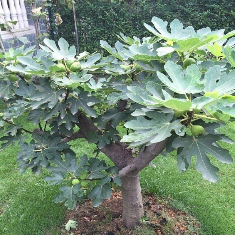 无花果树苗盆栽地栽无花果苗 四季种植当年结果南北方果树苗阳台庭院
