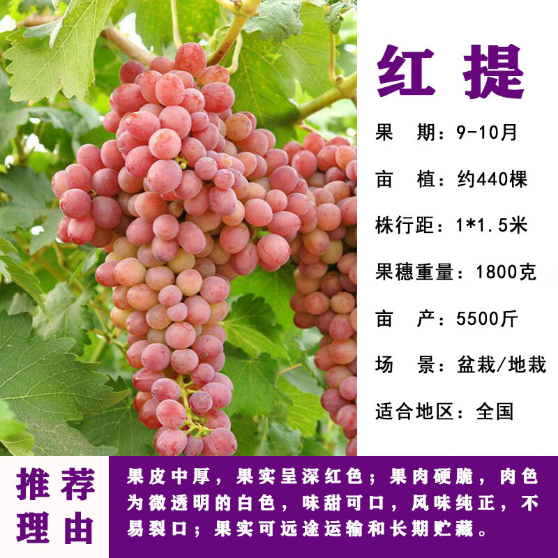 阳光玫瑰蓝宝石葡萄树苗无籽南方北方种植盆栽庭院种植 红提丰3公分粗