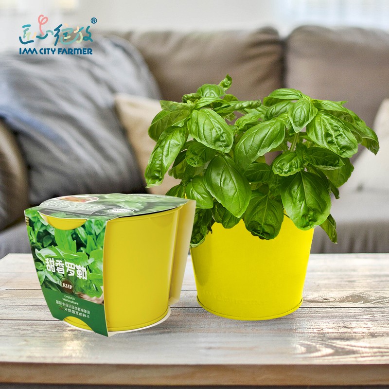 查绿植盆栽价格历史|绿植盆栽价格历史