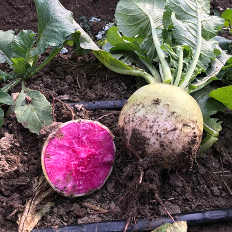 心里美萝卜种子绿皮红心萝卜种籽北京杂交满堂红萝卜水果萝卜菜孑