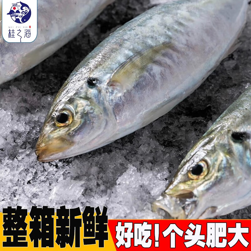 桂之海 桂(GUIZHIHAI)北海巴浪鱼鲜活冷冻海杂鱼新鲜海捕去鳞去鳃去内脏池鱼深海鱼海鲜 5包大号【4-5条/包】净重4斤