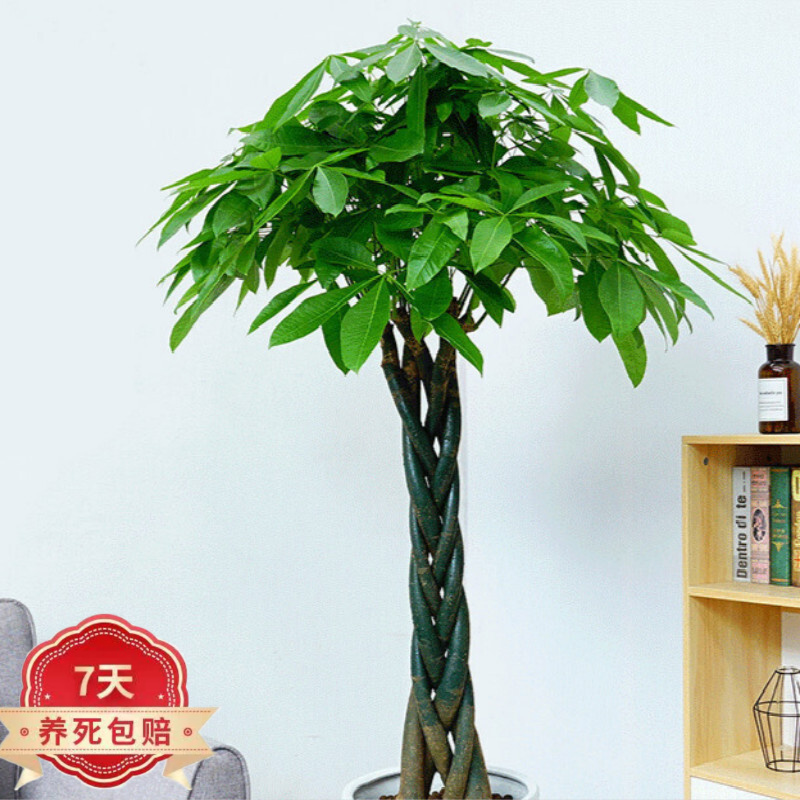 绿植办公室盆栽客厅大型植物 辫子发财树1.2-1.4米 含盆（塑料黑白螺纹盆）高性价比高么？