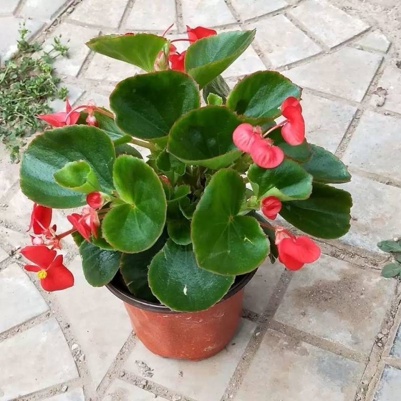 四季海棠丽格海棠花盆栽室内庭院四季秋海棠玻璃翠重瓣植物 5盆绿叶