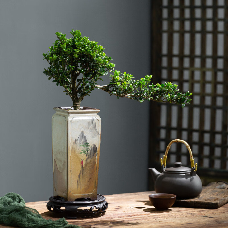 君吻龟甲冬青盆栽植物室内悬崖飘枝造型盆景办公室桌面摆件花卉绿植