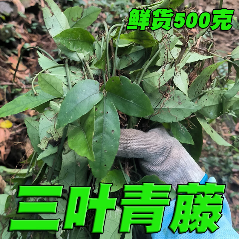 北京同仁堂 原料三叶青金线吊葫芦丝线吊金钟三叶扁藤老鼠农家新鲜现