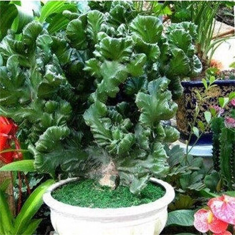 鹿凌青多肉植物玉麒麟盆栽花卉仙人掌麒麟掌室內(nèi)辦公桌擺趣味不含盆 玉麒麟特大號(hào)【50-60cm高】