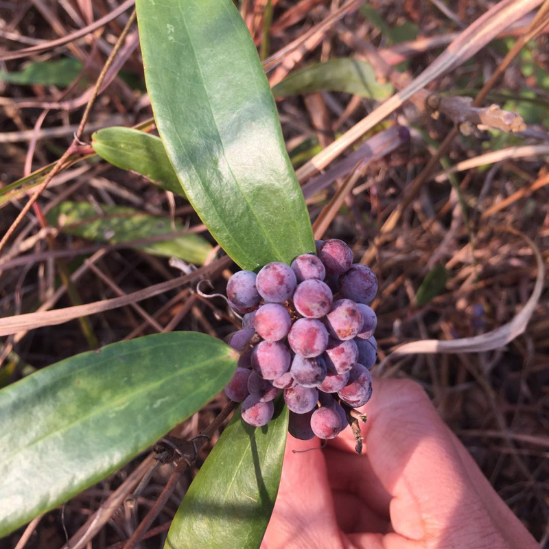 花中酷    新采土茯苓种子 野生茯苓树苗红土苓硬饭头冷饭团中药材 土