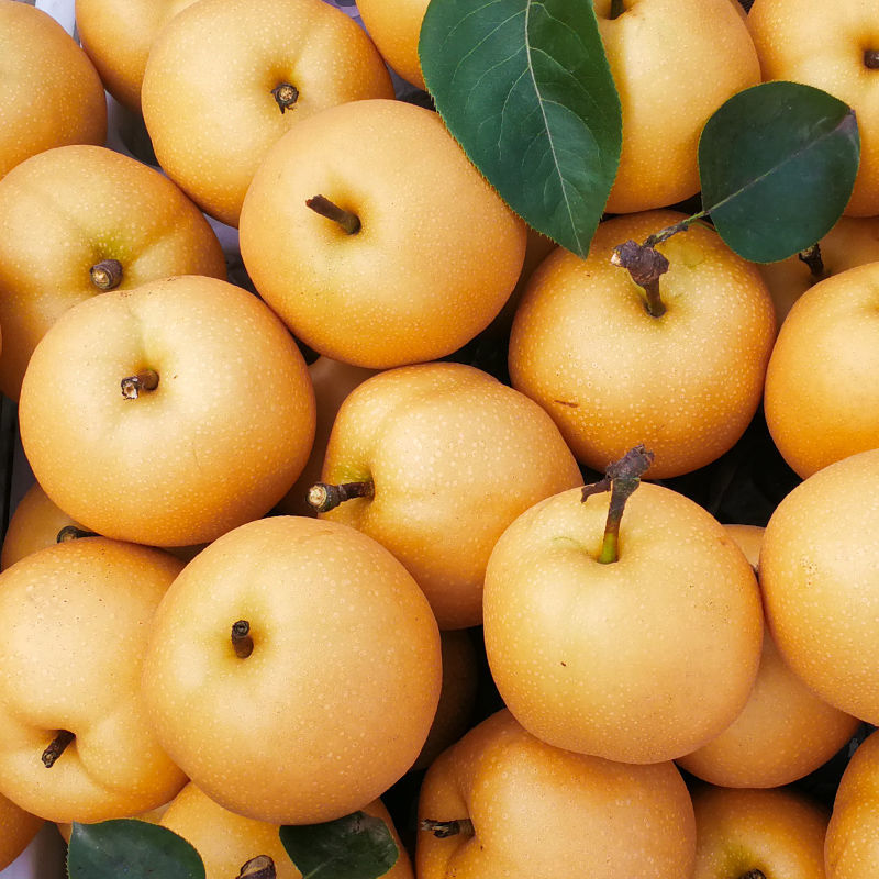 【精选直发】秋月梨丰水梨黄皮梨子新鲜冰糖丰水雪梨蜜梨正宗水果当季