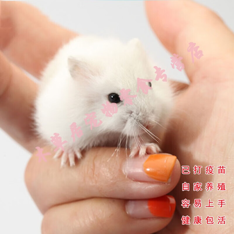 仓鼠活体已打疫苗活物送笼网红好养稀有宠物银狐三线紫仓苍鼠 母【已