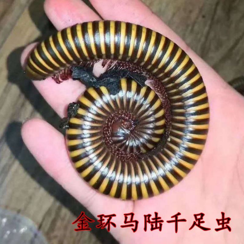 金环马陆虫黑彩虹双舌马陆活体燕山蛩易养宠物新手入门爬宠 金环马陆
