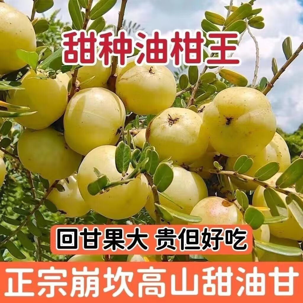 潮汕特产柿饼甜油甘果余甘果甜橄榄包甜现采现发高山生吃水果回甘 潮汕现摘现发 饼甜油柑 2斤