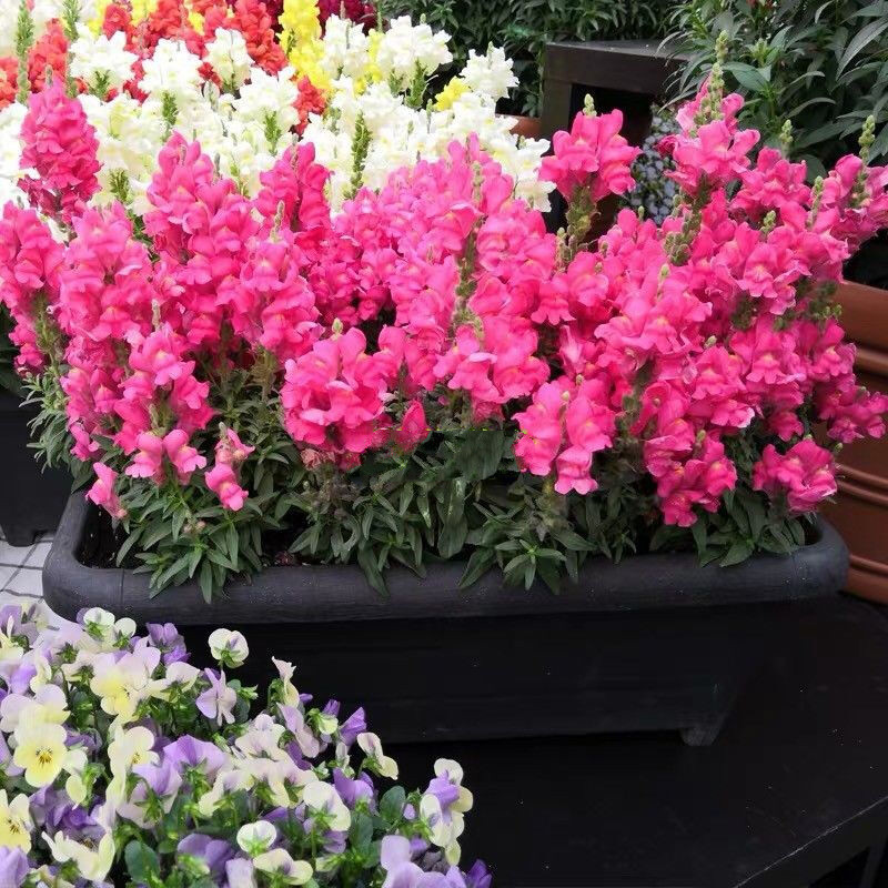 花卉种子 混装金鱼草种子100粒