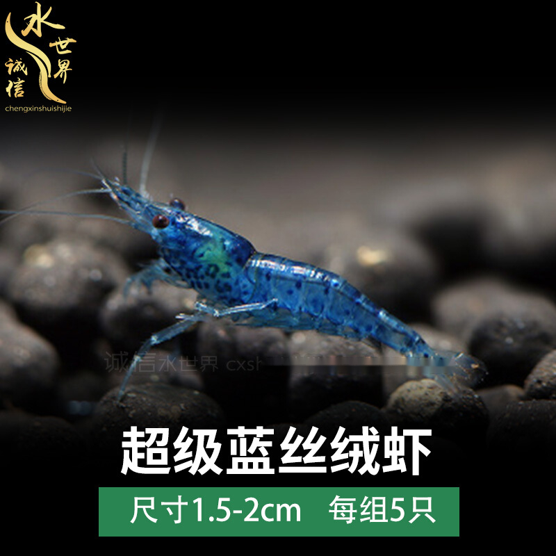 火虾樱花虾香橙琉璃虾观赏虾除藻虾活体水族宠物虾 梦幻蓝丝绒虾5只装
