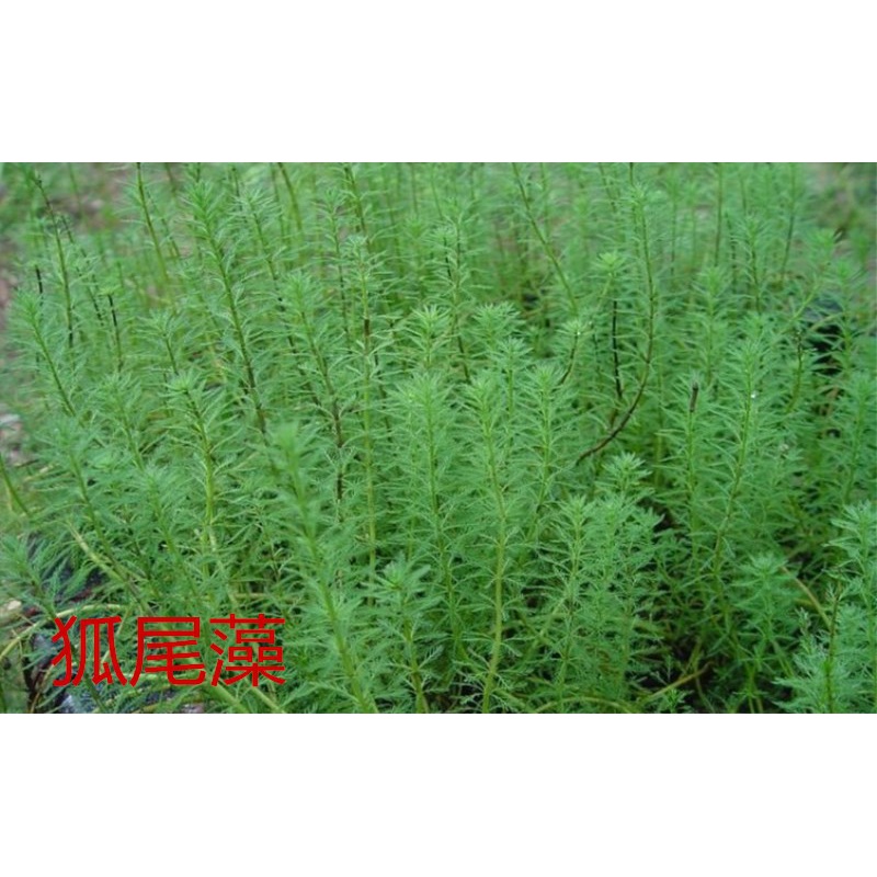 水草种子伊乐藻轮叶黑藻小龙虾鱼蟹养殖水草籽四季 狐尾藻种子一斤