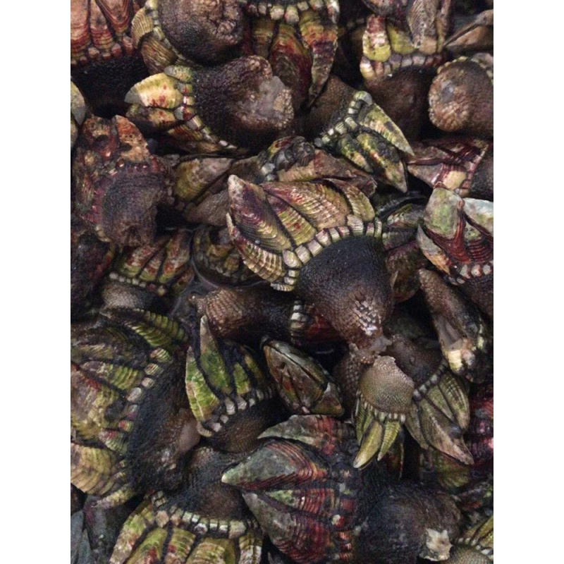 3斤新鲜海捕小佛手螺 狗爪螺龟脚笔架螺鹅颈藤壶海鲜贝类水产顺丰