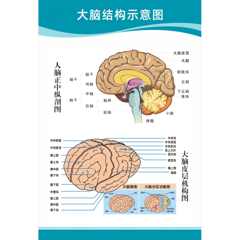 医院科室挂图 医院科室头部脑神经人体解剖结构示意图大脑血液循环
