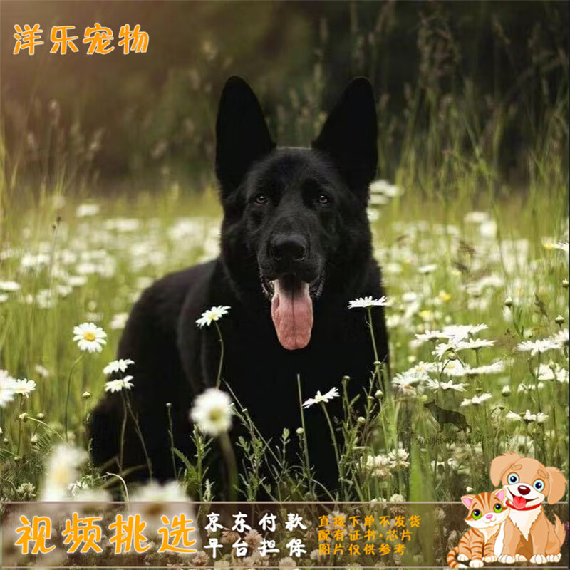酷季纯种黑狼犬幼犬活体墨界中华田园犬看家护院辟邪幼崽宠物狗狗