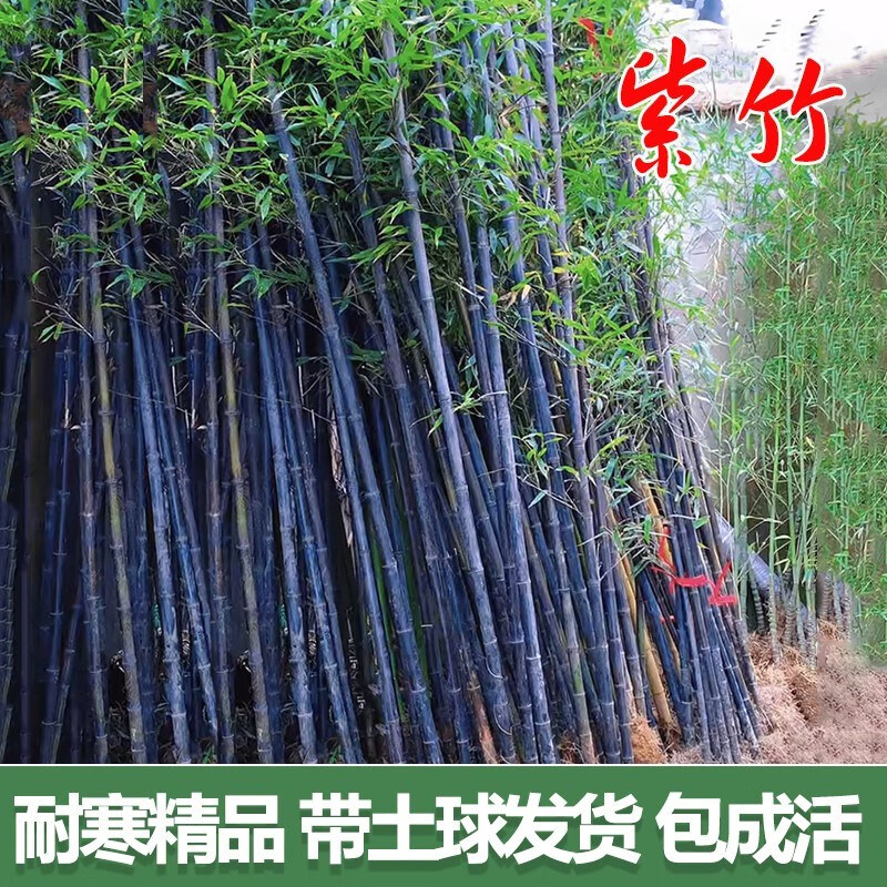 鱼七秒四季景观庭院盆景高贵紫竹黑竹墨竹阳台盆栽品种竹子苗室内庭院